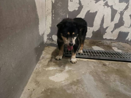 新竹市待認養狗｜混種犬｜黑黃色｜公