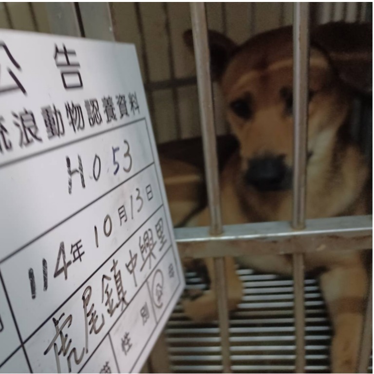 雲林縣已領養狗 混種犬