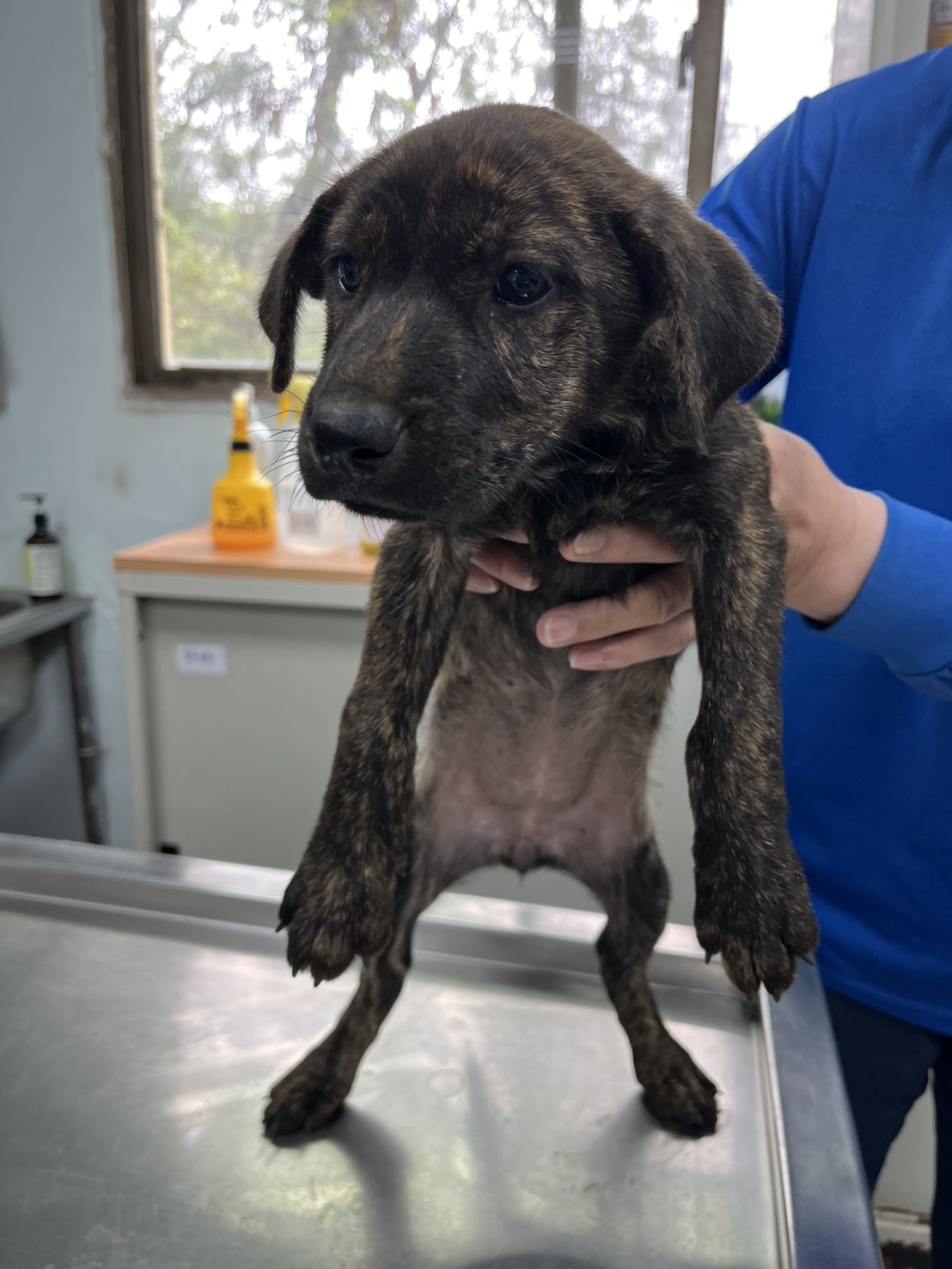 彰化縣待認養狗 混種犬