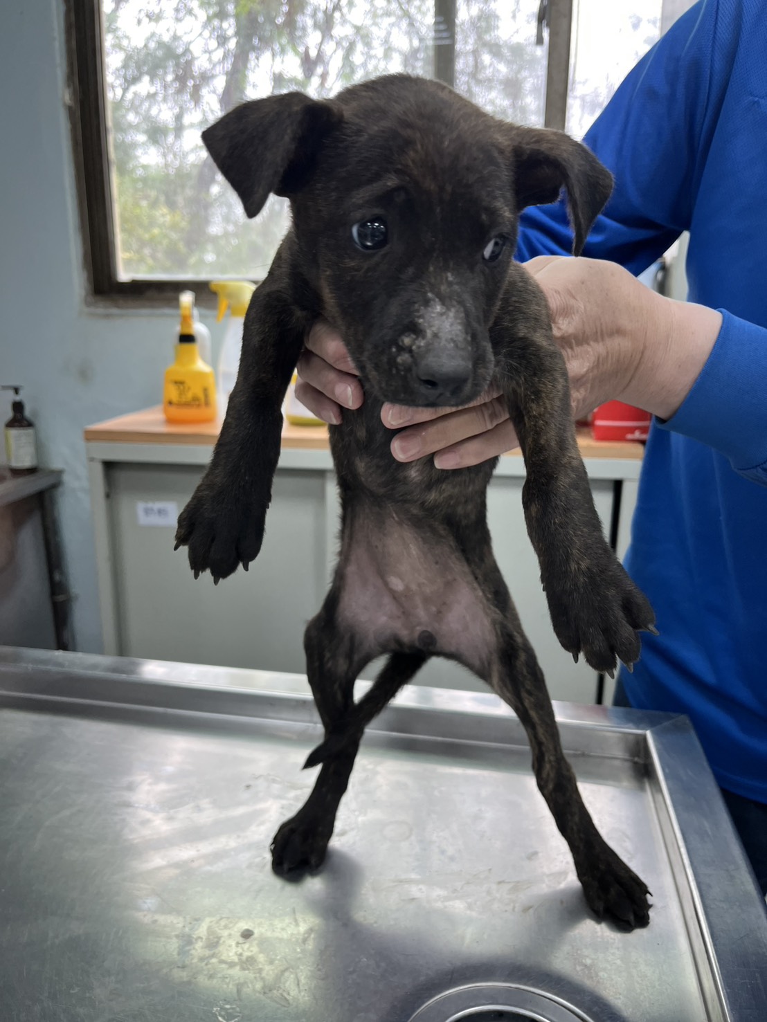 彰化縣待認養狗 混種犬