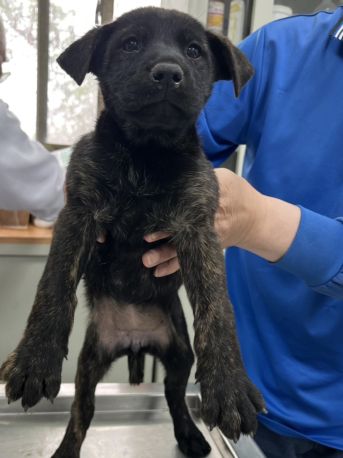 彰化縣待認養狗 混種犬