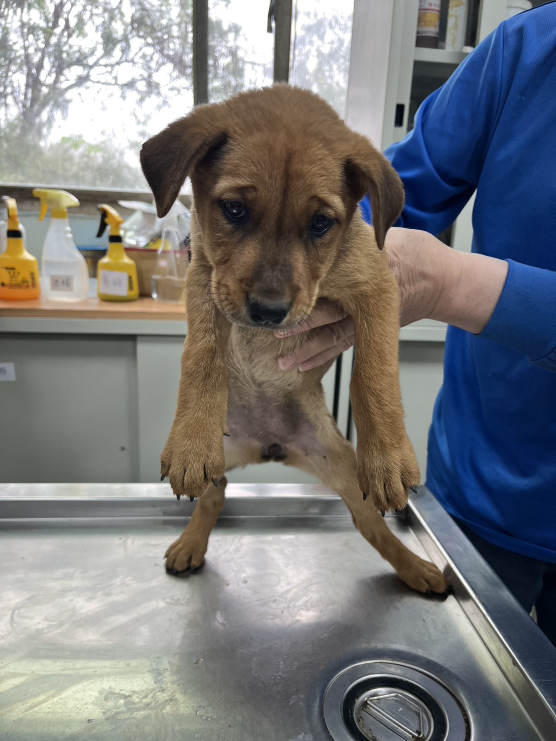 彰化縣待認養狗 混種犬