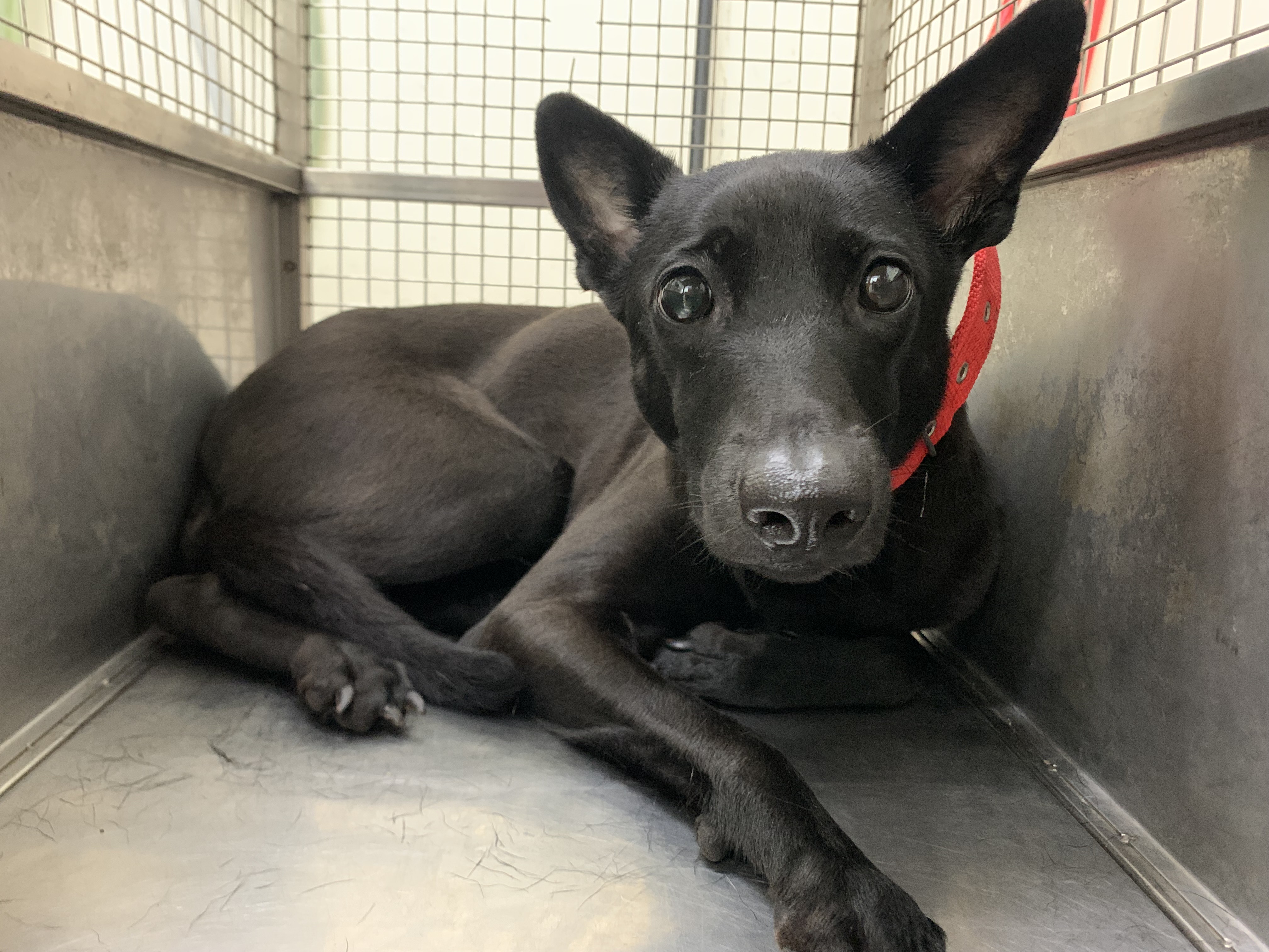 台北市待認養狗 混種犬