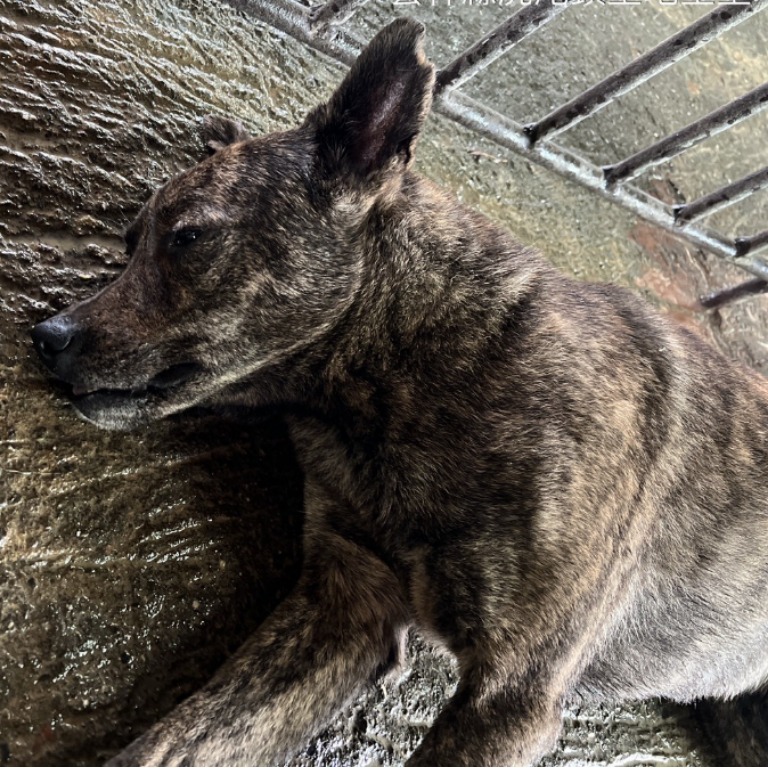 雲林縣已領養狗 混種犬