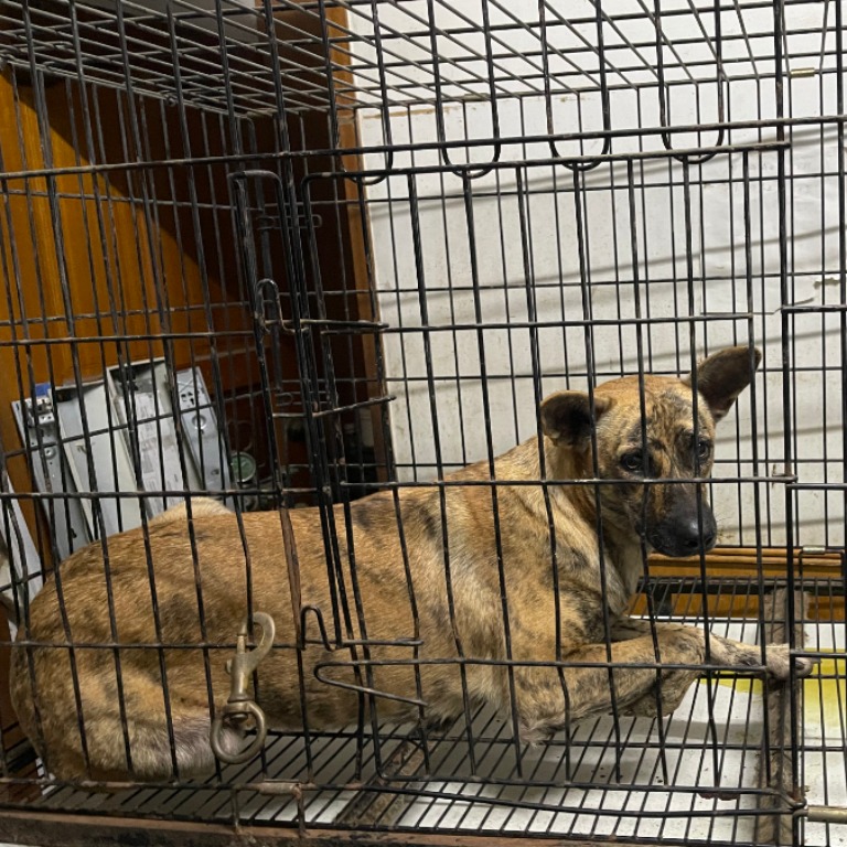 雲林縣已領養狗 混種犬
