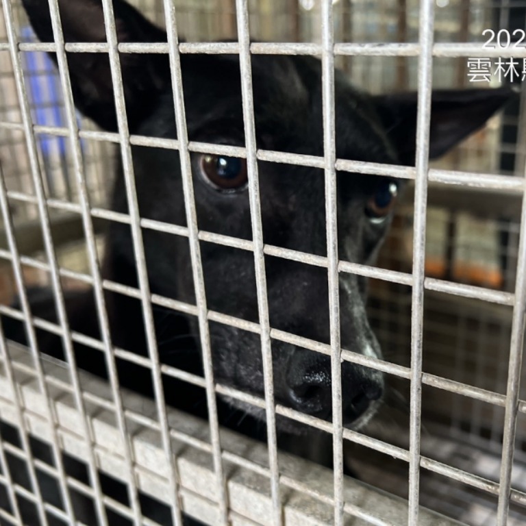 雲林縣已領養狗 混種犬
