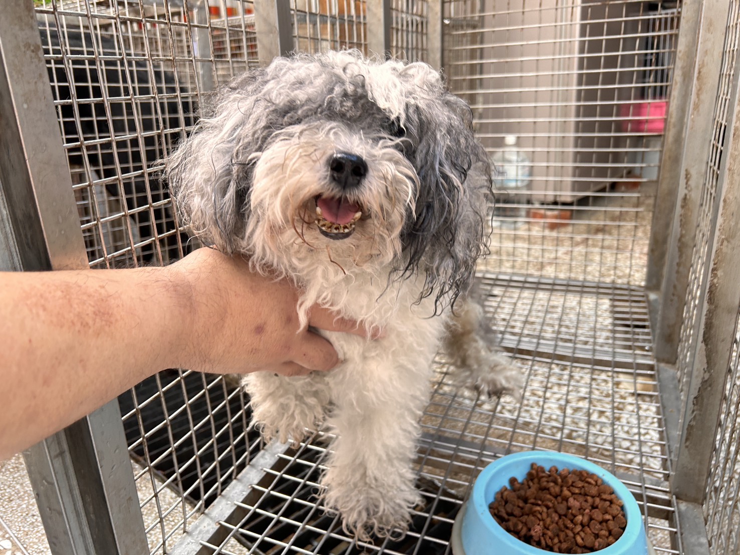 高雄市待認養狗 瑪爾濟斯犬