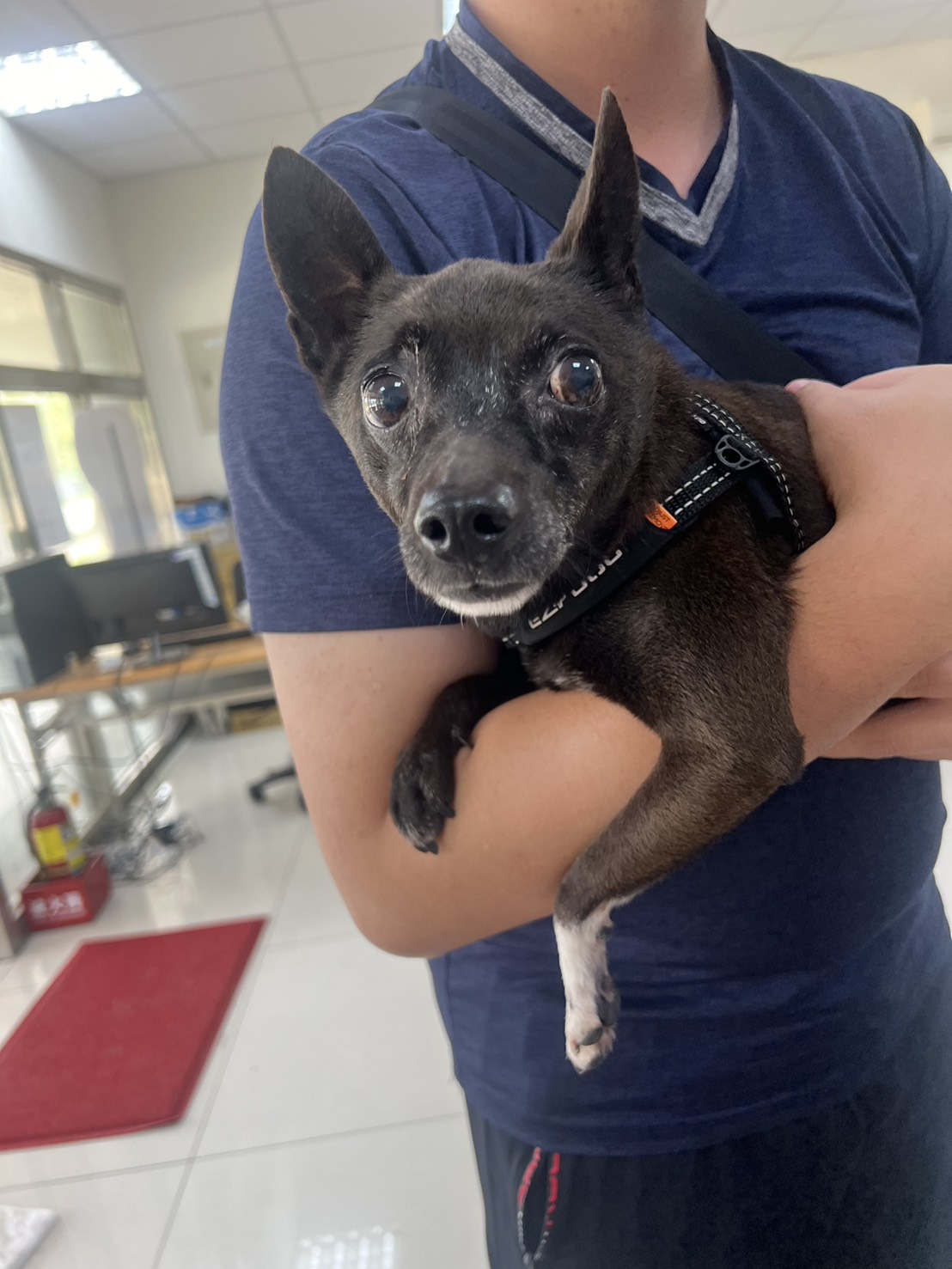 苗栗縣待認養狗 混種犬