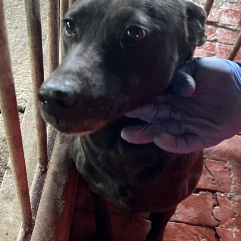 雲林縣已領養狗 混種犬