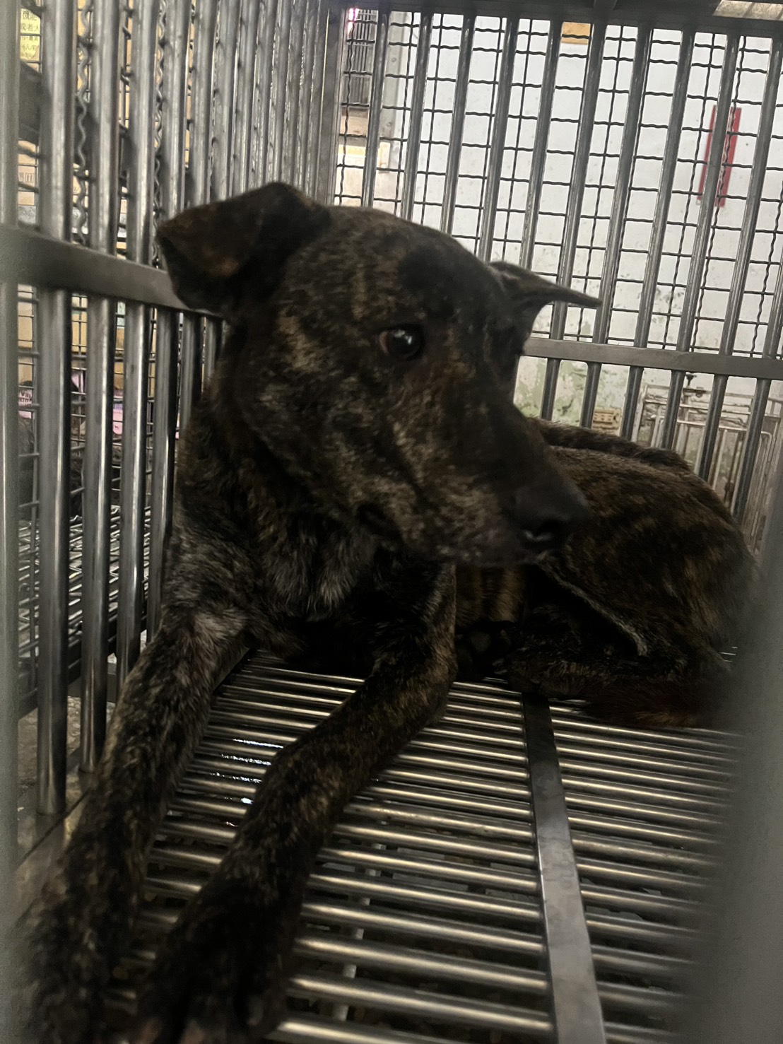 台南市待認養狗 混種犬