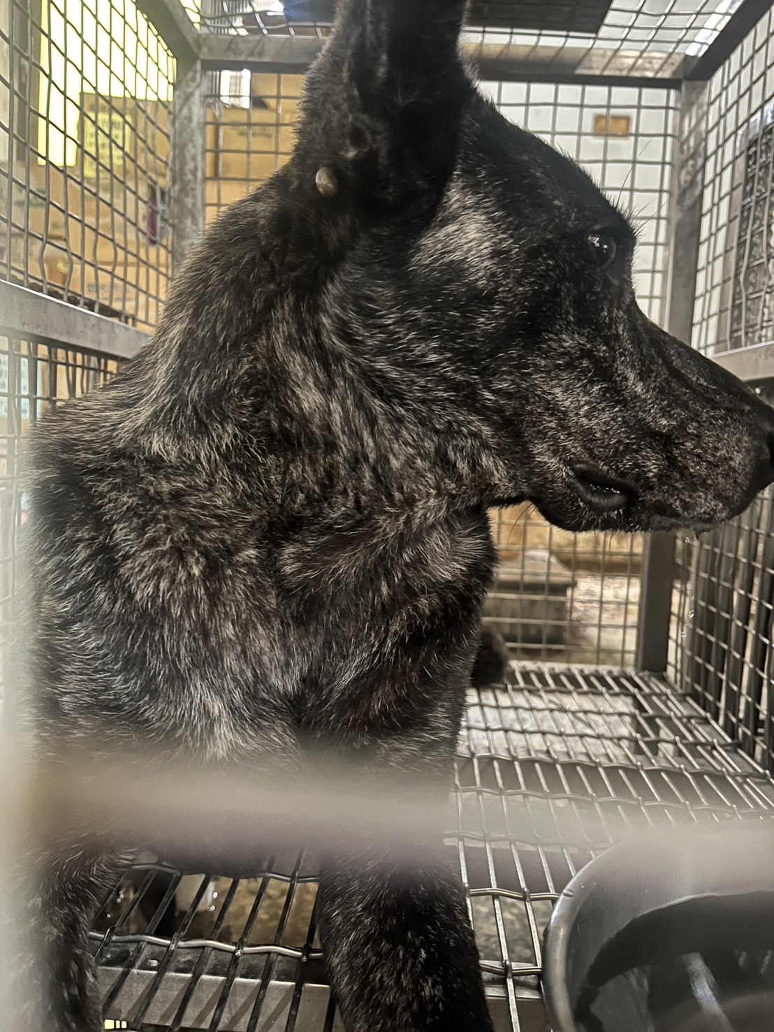 台南市待認養狗 混種犬