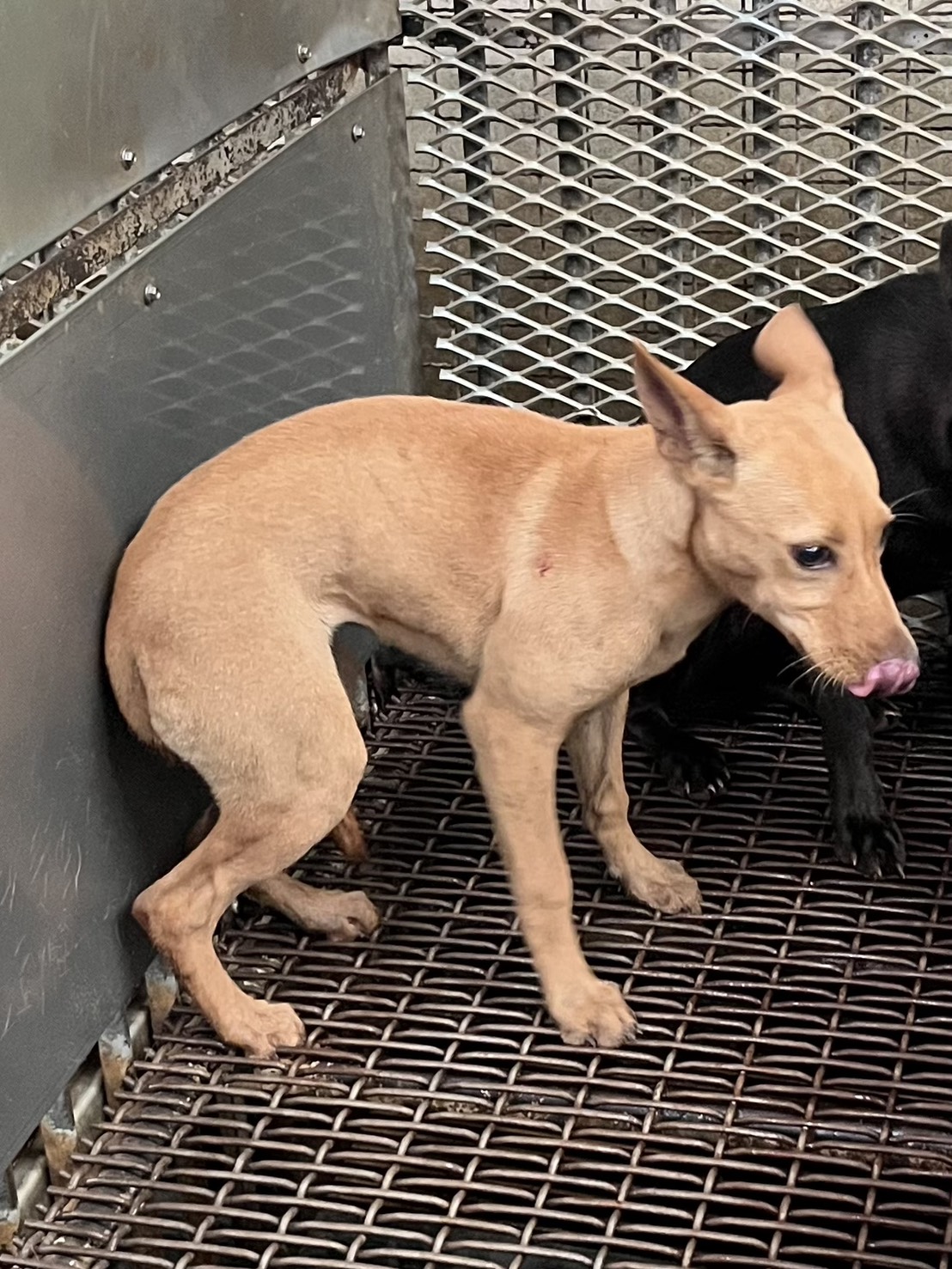 彰化縣待認養狗 混種犬