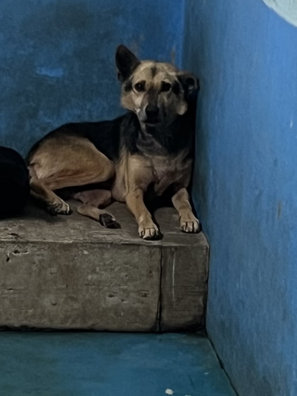 苗栗縣待認養狗 混種犬