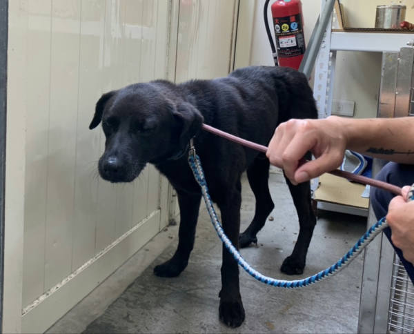 台北市待認養狗 混種犬