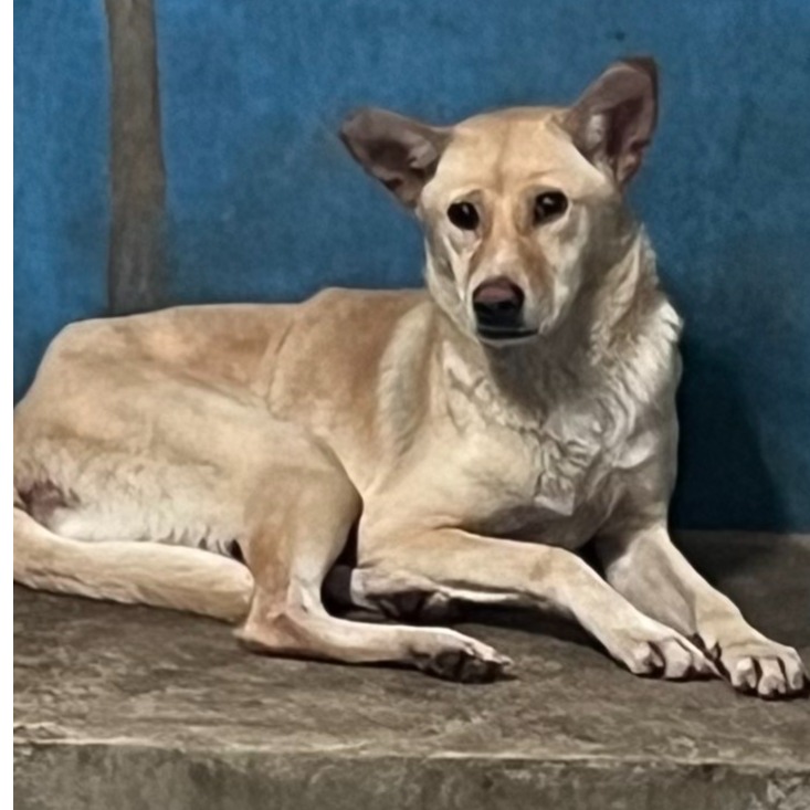 苗栗縣待認養狗 混種犬