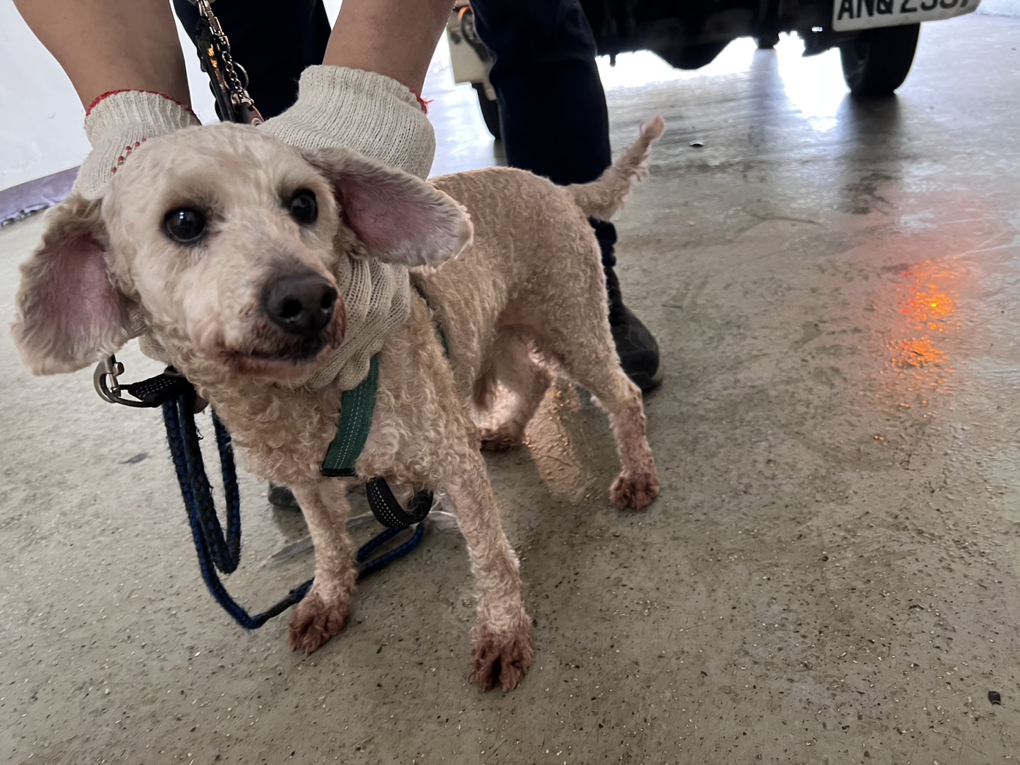 桃園市待認養狗 貴賓犬