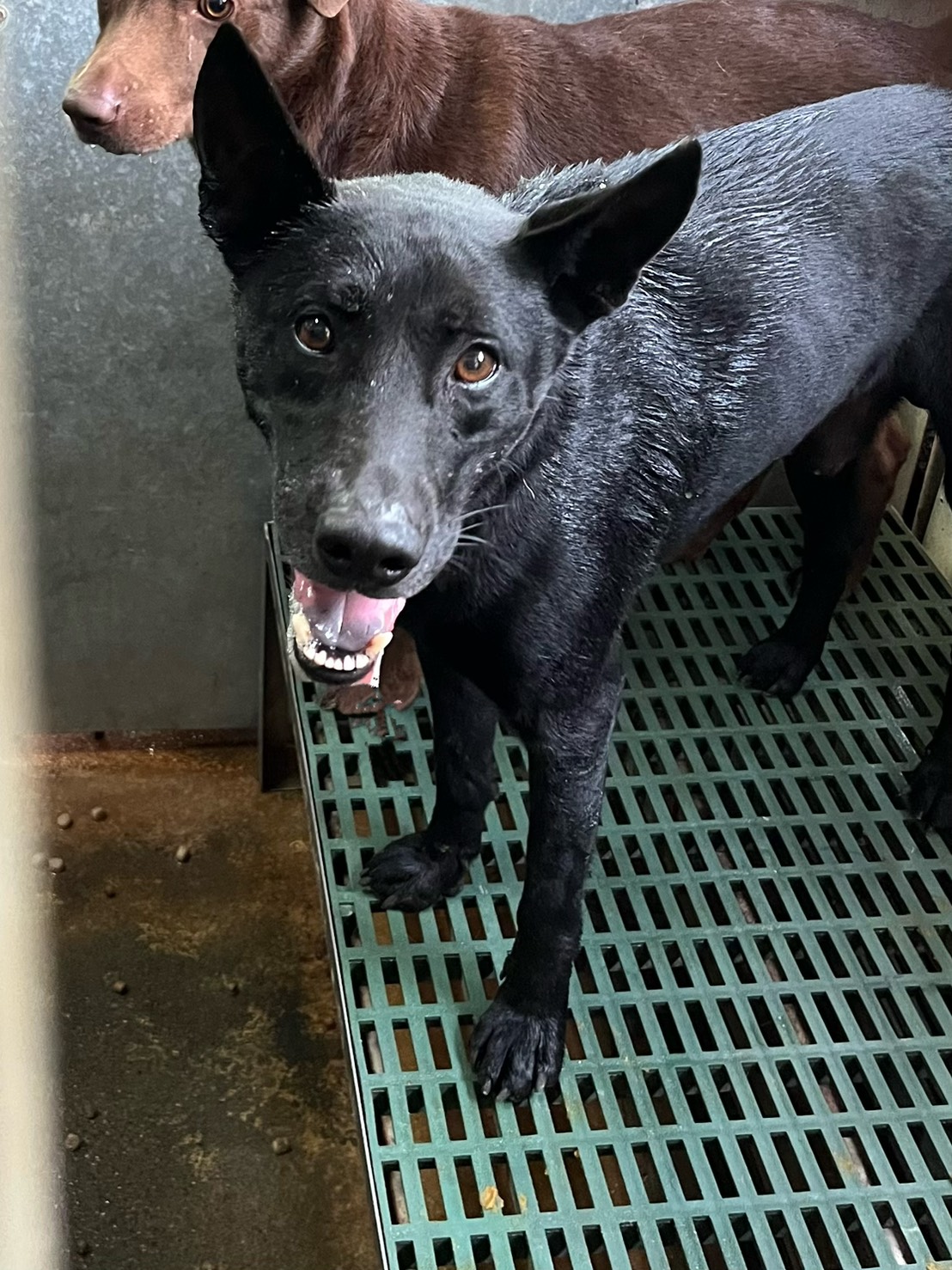 彰化縣待認養狗 混種犬