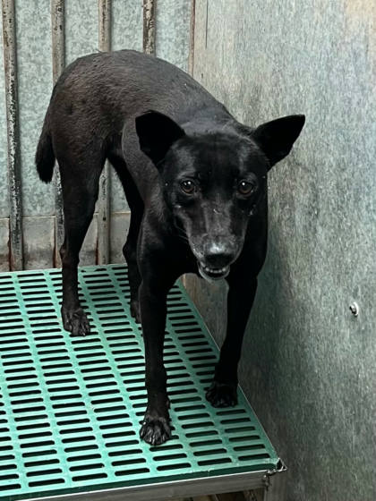 彰化縣待認養狗｜混種犬｜黑色｜母
