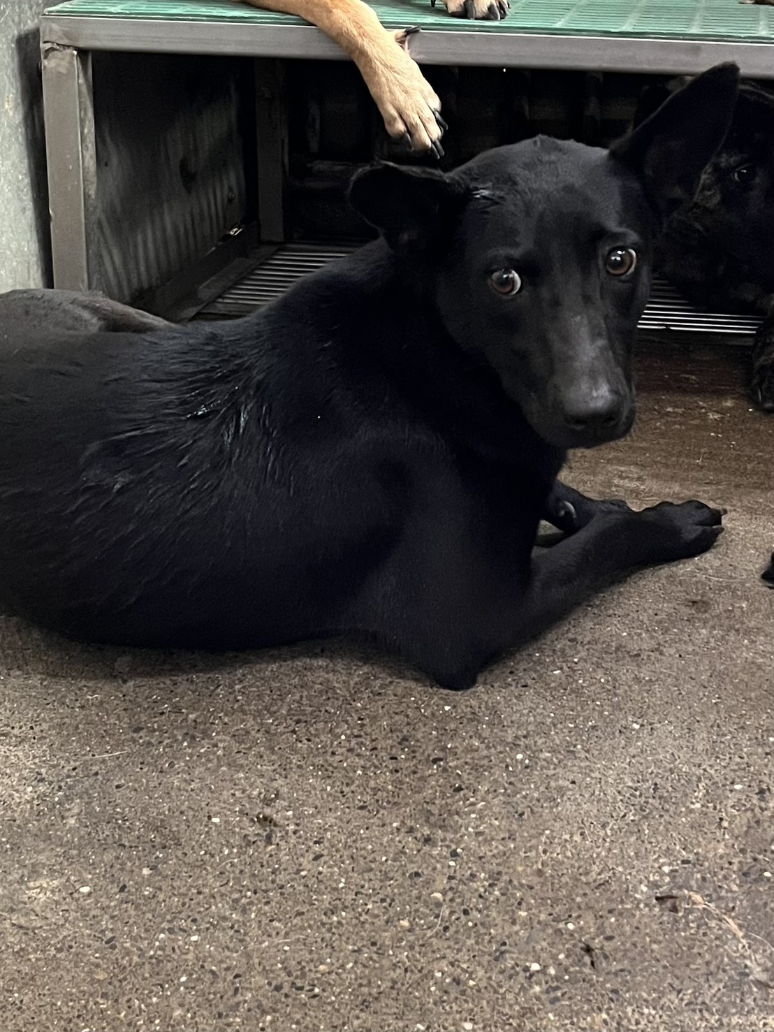 彰化縣待認養狗 混種犬