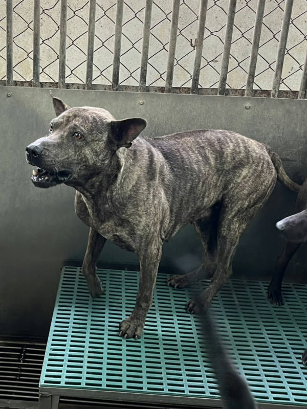彰化縣待認養狗 混種犬
