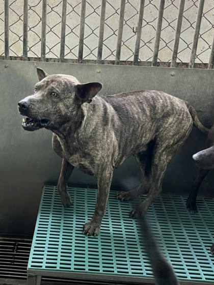 彰化縣待認養狗｜混種犬｜虎斑色｜公