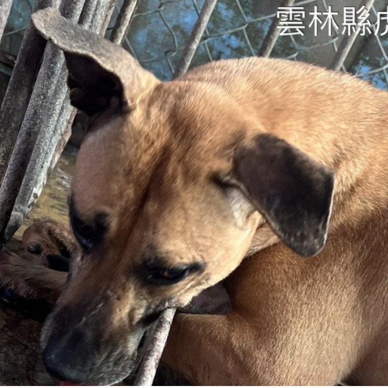 雲林縣已領養狗 混種犬