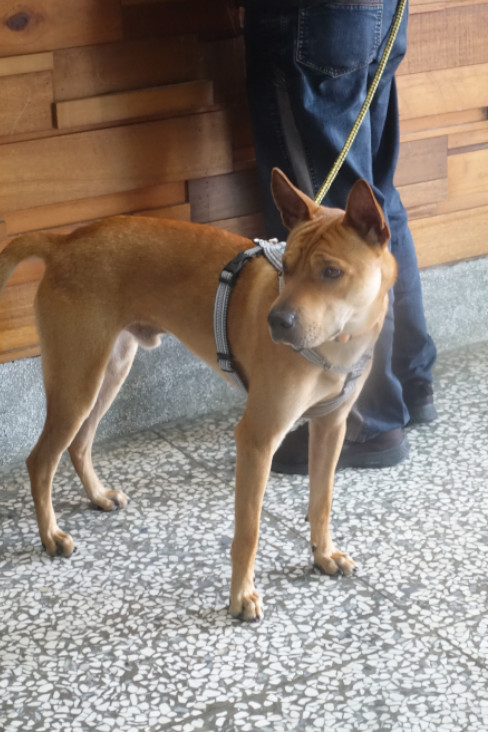宜蘭縣待認養狗 混種犬