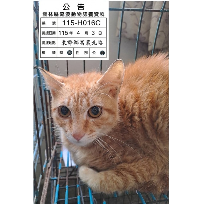 雲林縣待認養貓 混種貓