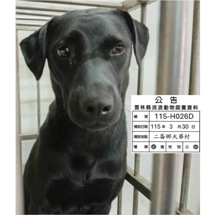 雲林縣待認養狗 混種犬