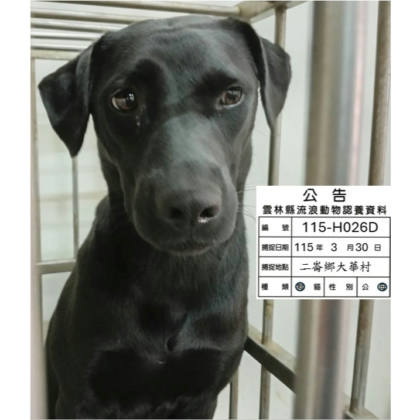 雲林縣待認養狗｜混種犬｜黑色｜母