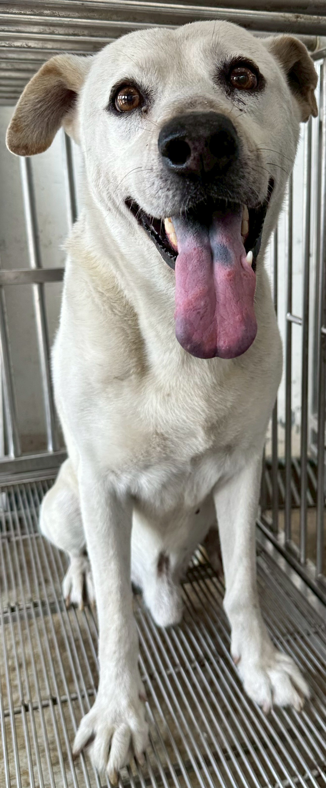 花蓮縣待認養狗 混種犬