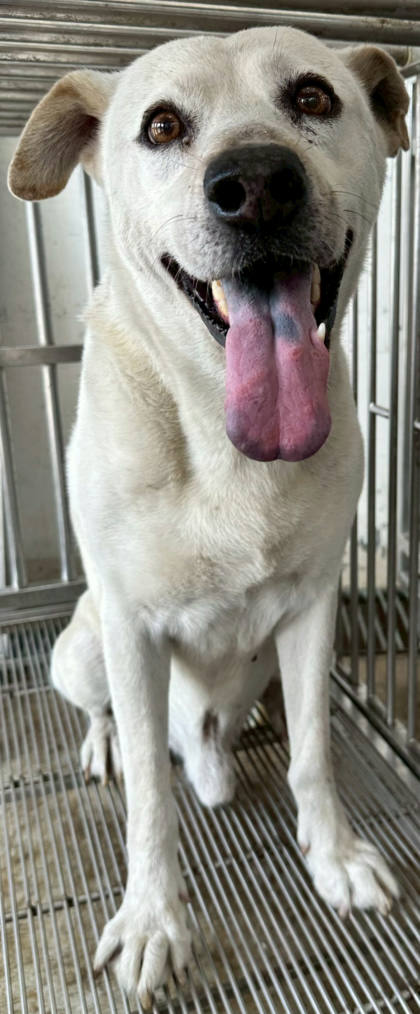 花蓮縣待認養狗｜混種犬｜虎斑白色｜公