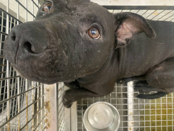 台北市待認養狗 混種犬