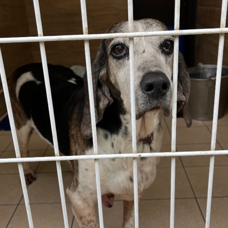 新北市待認養狗 巴吉度犬
