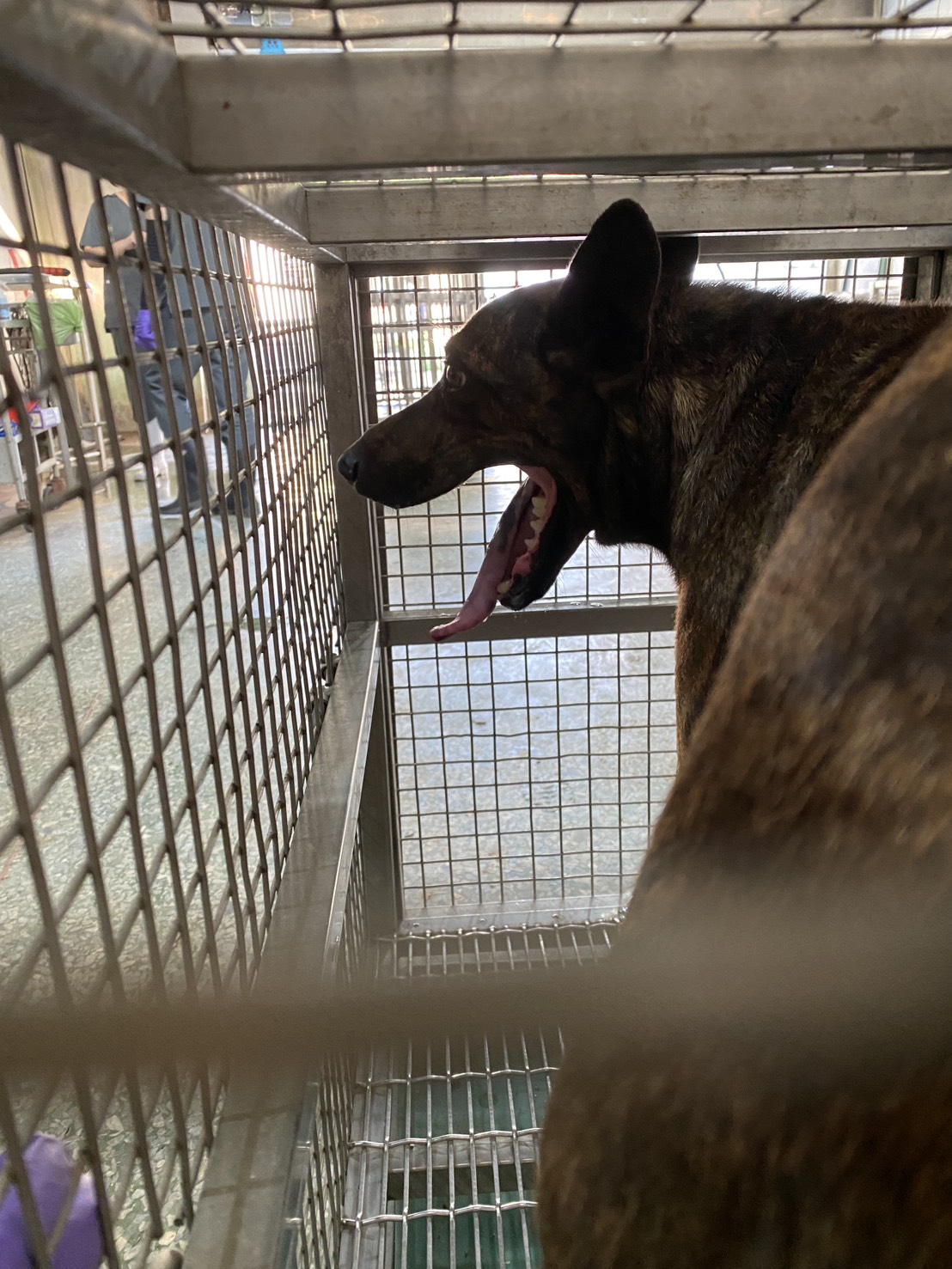 台南市待認養狗 混種犬