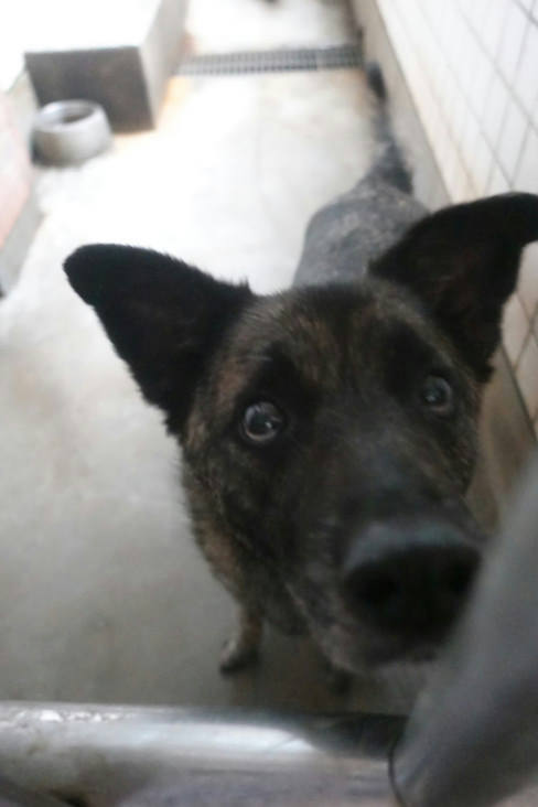 宜蘭縣待認養狗 混種犬