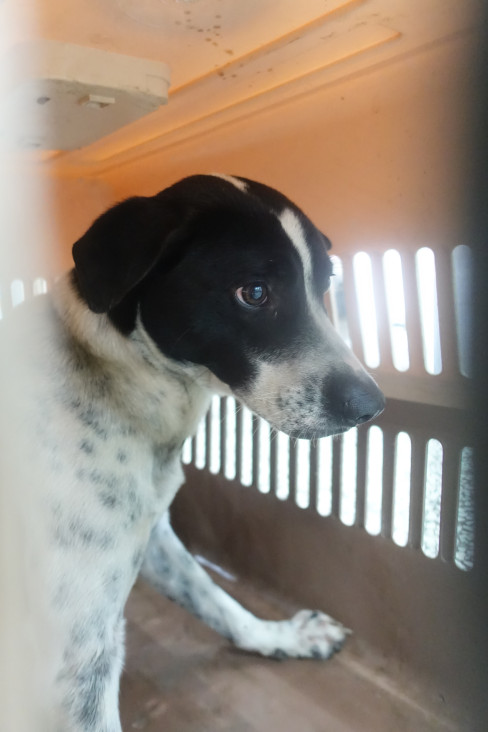 宜蘭縣待認養狗 混種犬