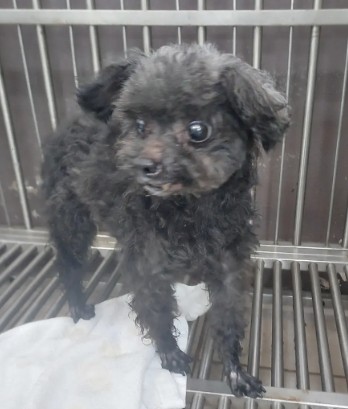新北市待認養狗 玩具貴賓犬