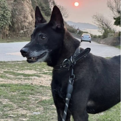 連江縣待認養狗｜混種犬｜黑色｜公