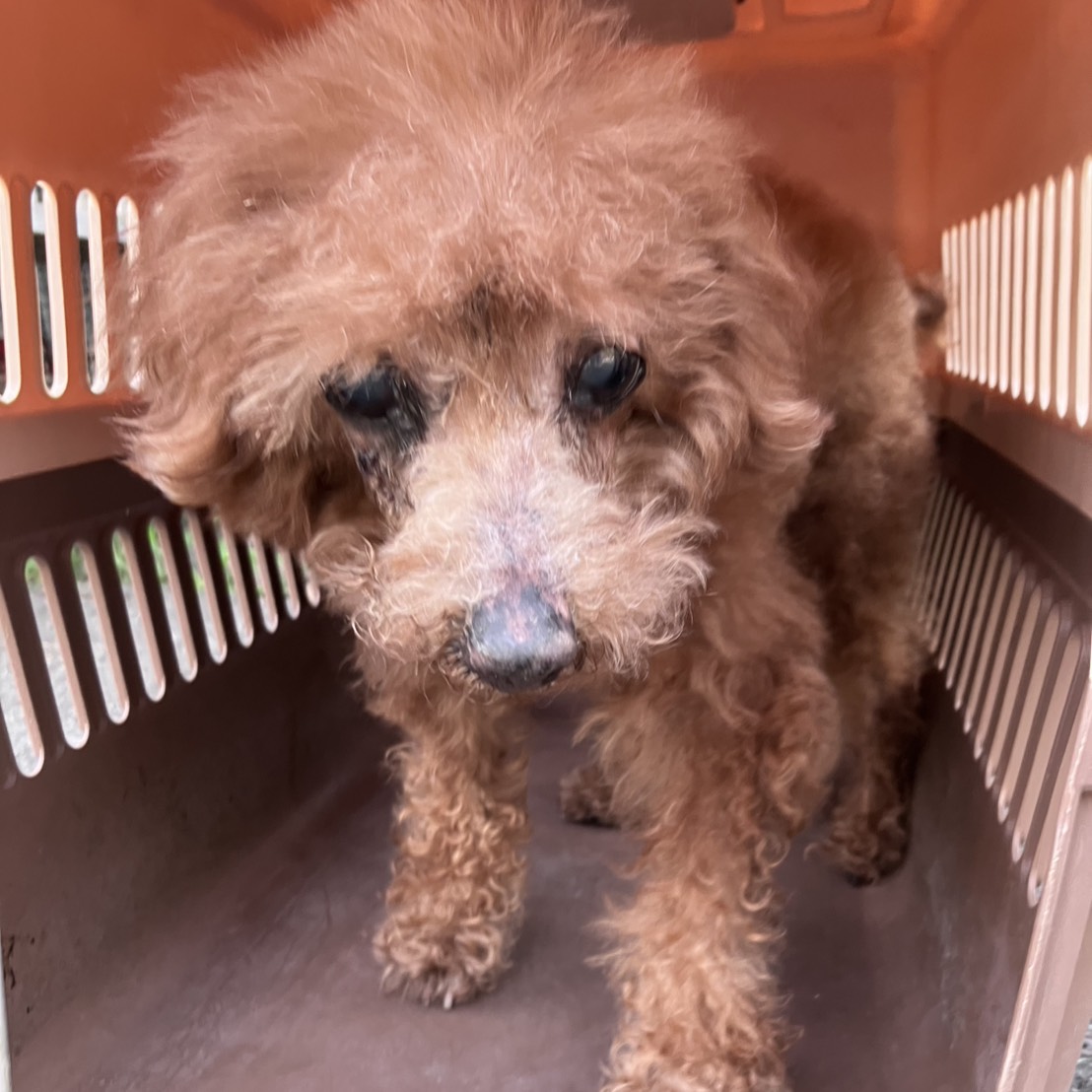 新北市待認養狗 標準貴賓犬