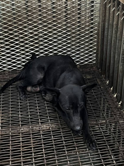 彰化縣待認養狗｜混種犬｜黑色｜母