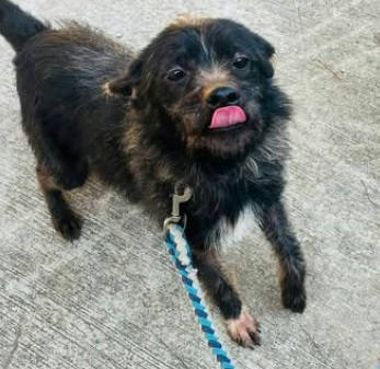 連江縣待認養狗 混種犬