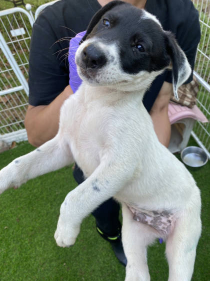 台南市待認養狗｜混種犬｜黑白色｜公