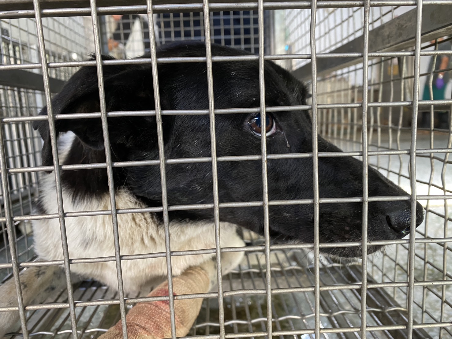台南市待認養狗 混種犬