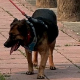 連江縣已領養狗 混種犬