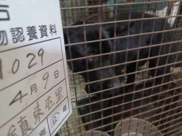 雲林縣待認養狗 混種犬