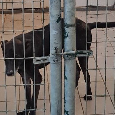 連江縣已領養狗 混種犬