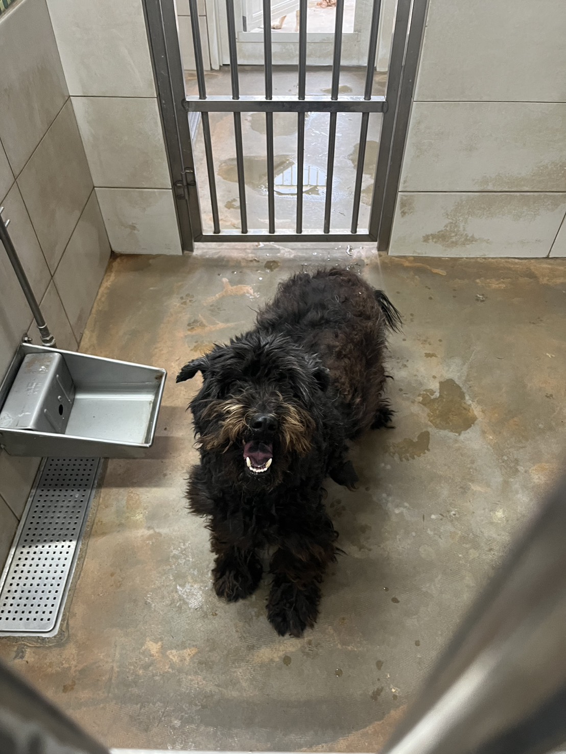 金門縣待認養狗 混種犬
