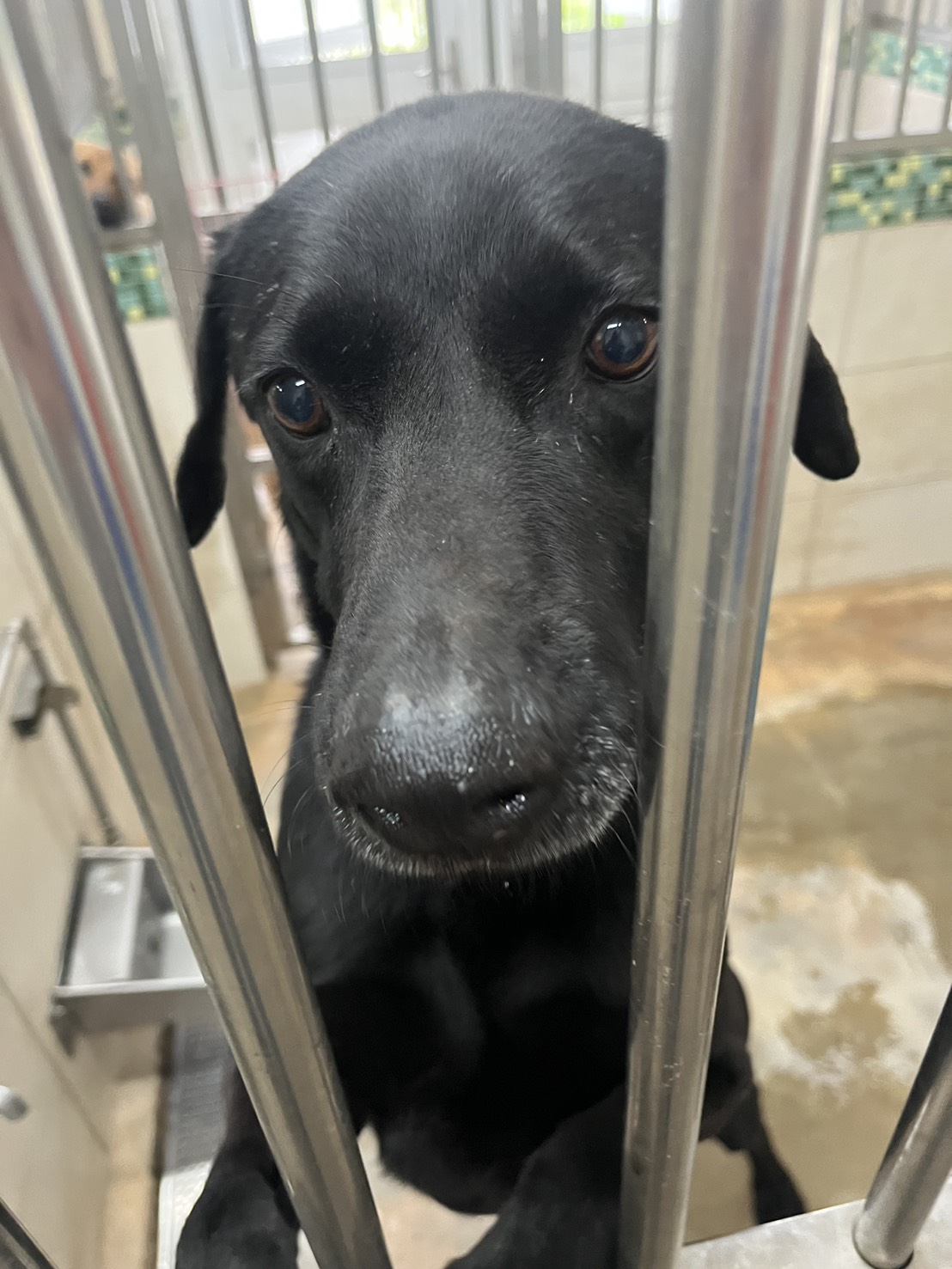 金門縣待認養狗 混種犬