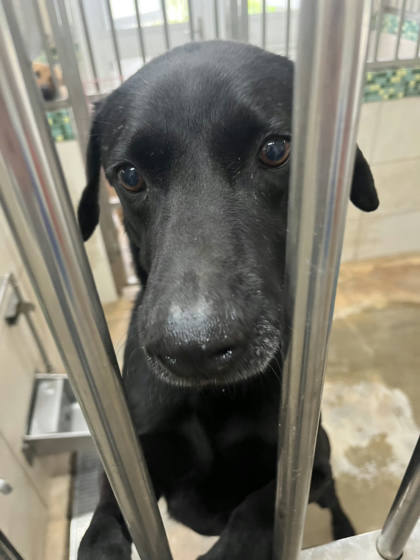 金門縣待認養狗｜混種犬｜黑色｜公